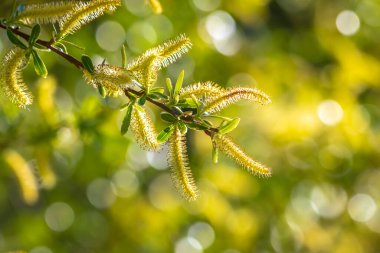 Salix Alba, Bahar mevsiminde beyaz söğüt ağacı, polenler ve katkinler yakın plan.