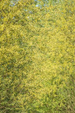 Salix Alba, Bahar mevsiminde beyaz söğüt ağacı, polenler ve katkinler yakın plan.