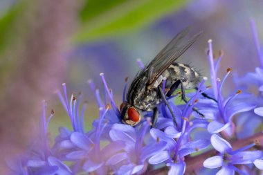 Et sineği, Sarcophagidae, tozlaşan mor çiçekler..