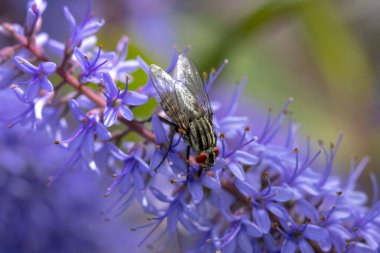 Et sineği, Sarcophagidae, tozlaşan mor çiçekler..