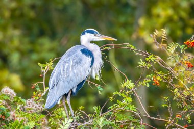 Gri balıkçıl, Ardea Cinerea 'nın yakın çekimi. Ormandaki bir ağacın tepesinde dinleniyor..