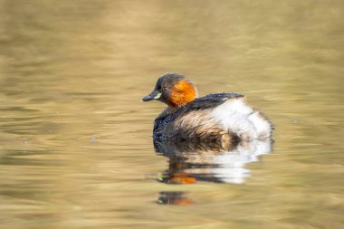 Biraz daha yaklaş, Tachybaptus Ruficollis, gagalı balıklarla besleniyor.