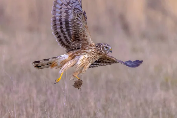 Dişi Hen harrier, Circus siyaneus, ya da kuzey harrier soğuk bir kış boyunca çayırda avlanıyor.