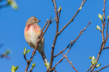 Linnet kuşundan bir erkeğin yakın plan portresi, Carduelis Cannabina, kırmızı göğüslü ve bahar mevsiminde eş arıyor. Açık mavi gökyüzü