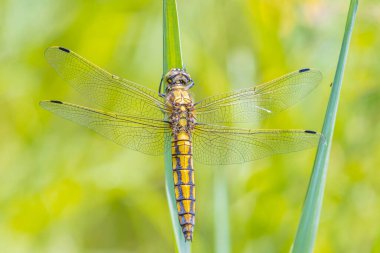 Siyah kuyruklu kaypak, Orthetrum İptal, Avrupa ve Asya 'da yaşayan bir yusufçuk. Bir dişi türü dinleniyor, ılık yaz güneşinde ısınıyor..