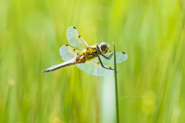 Dört noktalı kovalayıcının yakın çekimi, Libellula kuadrimaculata, ya da yeşil sazlıklarda dinlenen dört noktalı yusufçuk..