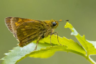 Yeşil bir yaprağın üzerinde dinlenen büyük bir kaptan Ochlodes Sylvanus Kelebeği..