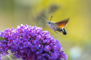 Bir sinekkuşu güvesi, Macroglossum stellatarum, canlı bir çayırda pembe bir çiçekle besleniyor.