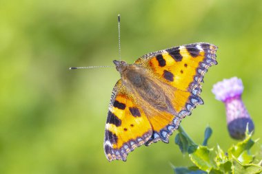 Küçük kaplumbağa kabuğuna yakın çekim, Aglais urticae, kelebek üst görünümü, açık kanatlar. Doğa tarafından izole edilmiş.