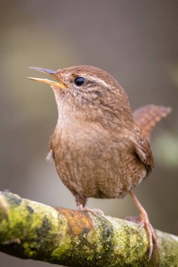 Avrasya Wren kuşunun yakın çekimi, Troglodit trogloditleri, bahar zamanı bir ormanda öten kuş.