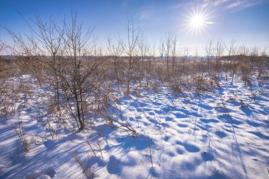 Kış mevsiminde mavi gökyüzünün altında tepeler ve çayırlar olan karlı bir manzara. Alım Parkı Hayvanat Bahçesi, Hollanda