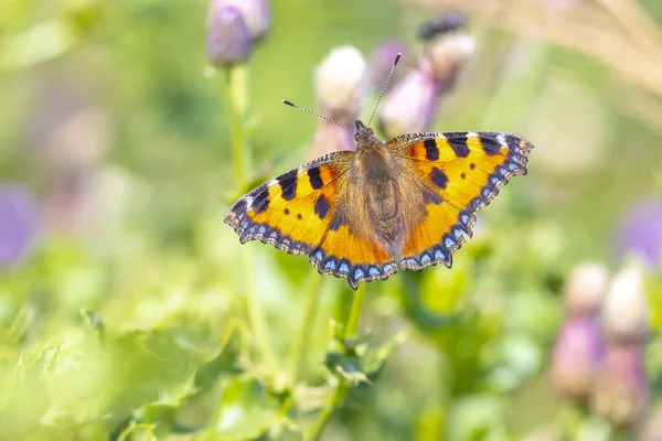 Küçük kaplumbağa kabuğuna yakın çekim, Aglais urticae, kelebek üst görünümü, açık kanatlar. Doğa tarafından izole edilmiş.