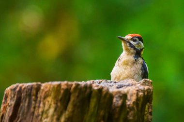 Büyük benekli ağaçkakan kuşuna yakın, Dendrocopos Major, ormandaki bir ağaca tünemiş.