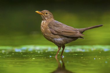 Karatavuk dişi, Turdus merula yıkama, preening, içme ve suda temizlik. Seçici odaklanma ve düşük bakış açısı
