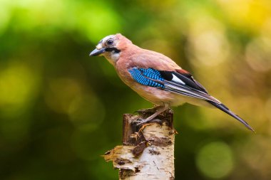 Avrasya Jay Garrulus glandarius kuşu bir orman ağacına tünemişti. Doğal gün ışığı, seçici odaklanma