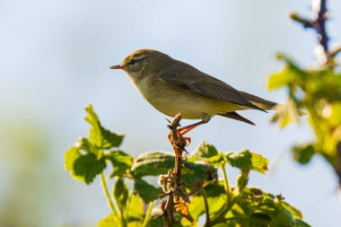 Söğüt bülbülü Phylloscopus trochilus 'un yakın çekimi, güzel bir yaz akşamında yeşil, canlı bir arka planda yumuşak bir ışık ile şarkı söylüyor..