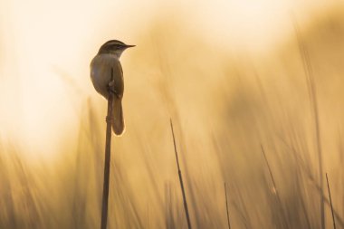 Sedge Warbler kuşuna yakın olan Acrocephalus schoenobaenus üreme mevsiminde bir dişiyi cezbetmek için şarkı söyler.