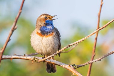 Mavi boğazlı bir kuş olan Luscinia svecica siyanecula, üreme mevsiminde dişiyi cezbetmek için bir ağaçta şarkı söylüyor.