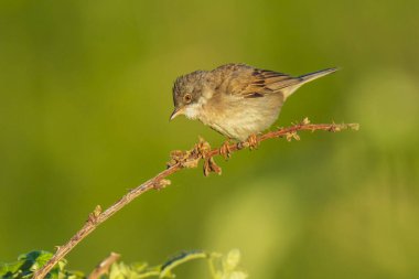 Beyazboğaz kuşu Sylvia Communis, yeşil bir çayırda yiyecek arıyor.