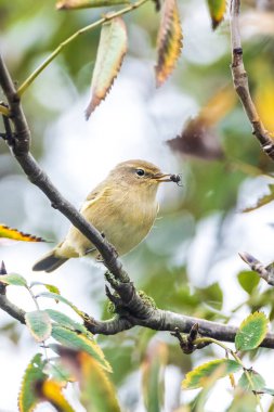 Yaygın bir chiffchaff kuşunun yakın çekimi Phylloscopus collybita, bir böcek yakaladı. Yeşil renkli arka planda yumuşak bir ışık.