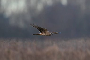 Dişi Hen harrier, Circus siyaneus, ya da kuzey harrier soğuk bir kış boyunca çayırda avlanıyor.