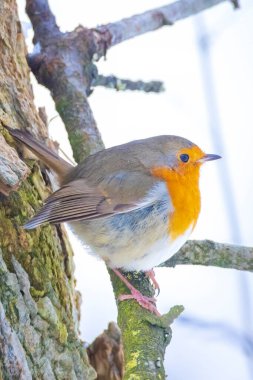 Avrupalı nar bülbülü Erithacus Rubecula karda yiyecek arıyor, güzel soğuk kış ayarı