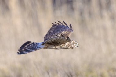 Dişi Hen harrier Sirki siyaneus ya da kuzey harrier soğuk bir kış boyunca çayırda avlanıyor.