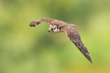 Saker Falcon, Falco cherrug, ormanda avcılık ve dalış yapıyor.