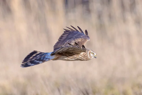 Dişi Hen harrier Sirki siyaneus ya da kuzey harrier soğuk bir kış boyunca çayırda avlanıyor.