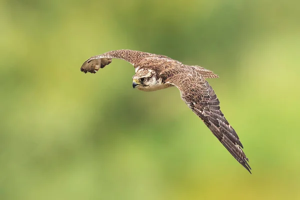 Saker Falcon, Falco cherrug, ormanda avcılık ve dalış yapıyor.