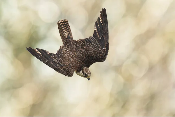 Saker Falcon, Falco cherrug, ormanda avcılık ve dalış yapıyor.