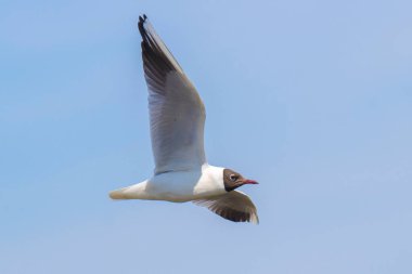 Siyah başlı martının yakın çekimi, Chroicocephalus ridibundus, uçuşta