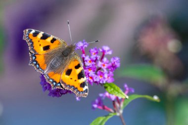 Küçük kaplumbağa kabuğu Aglais urticae kelebeğine yakın çekim. Doğa tarafından izole edilmiş.