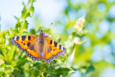 Küçük kaplumbağa kabuğuna yakın çekim, Aglais urticae, kelebek üst görünümü, açık kanatlar. Doğa tarafından izole edilmiş.