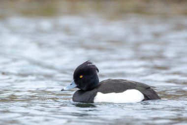 Aythya Fuligula adında bir ördeğin kışın gölde yüzüşü.