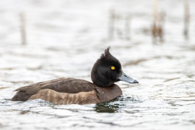 Aythya Fuligula adında bir ördeğin kışın gölde yüzüşü.