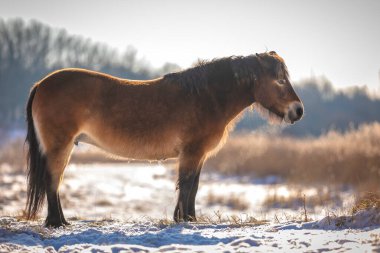 Karda otlayan bir midilli, soğuk kış manzarası ve açık mavi gökyüzü...