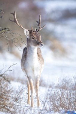 Fallow geyik geyiği Dama Dama kış ormanlarında kar ve buz arıyor, seçici odaklanma kullanılır.