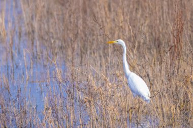 Büyük balıkçıl Ardea alba, balık tutuyor.