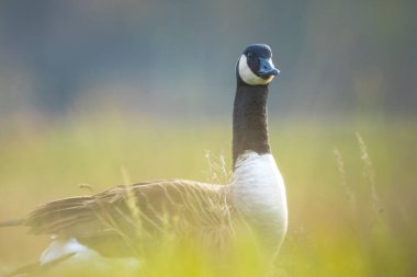 Kanada kazı Branta kanadensis 'e yakın çekim, yeşil bir çayırda yiyecek arıyor.