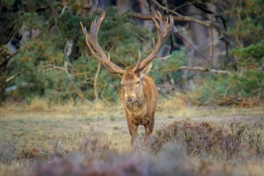 Kızıl geyik erkek, servus elaphus, çiftleşme mevsiminde mor fundaların açtığı bir ormanın yakınındaki bir tarlada çiftleşiyor. Ulusal parc de Hoge Veluwe