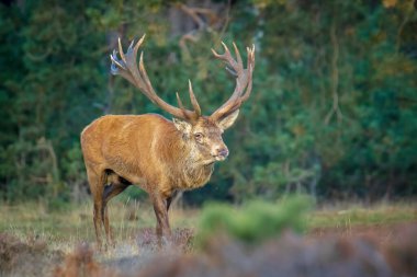 Kızıl geyik erkek, servus elaphus, çiftleşme mevsiminde mor fundaların açtığı bir ormanın yakınındaki bir tarlada çiftleşiyor. Ulusal parc de Hoge Veluwe