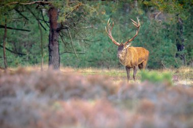 Kızıl geyik erkek, servus elaphus, çiftleşme mevsiminde mor fundaların açtığı bir ormanın yakınındaki bir tarlada çiftleşiyor. Ulusal parc de Hoge Veluwe