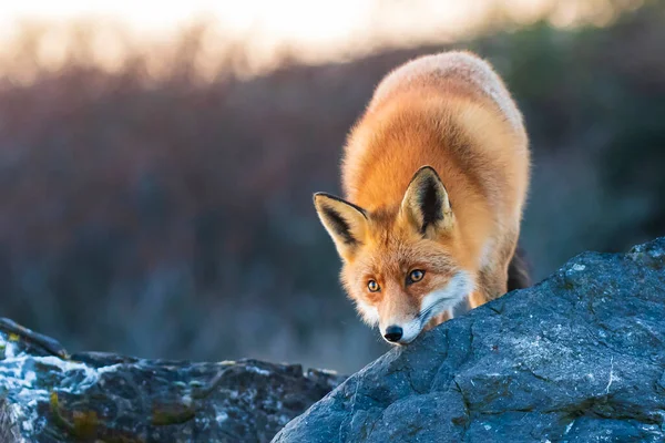 Vahşi genç kızıl tilki, vulpes vulpes vulpes, ormanda ve çayırda çöpçülük, düşük görüş açısı ve seçici odaklanma tekniği.