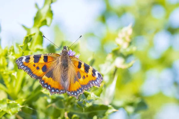 Küçük kaplumbağa kabuğuna yakın çekim, Aglais urticae, kelebek üst görünümü, açık kanatlar. Doğa tarafından izole edilmiş.