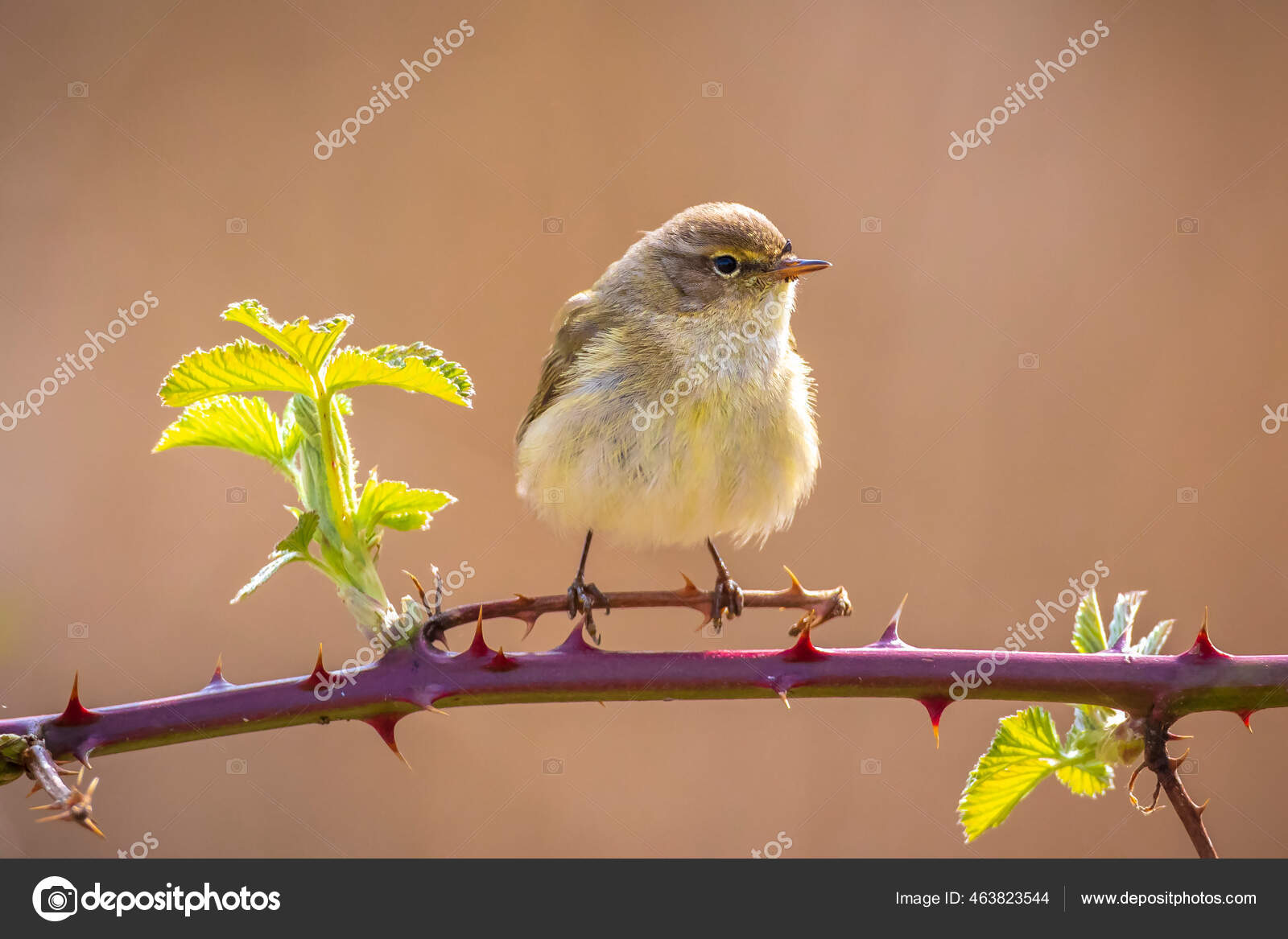 共通の鳥のクローズアップphylloscopus Colbyita緑の活気のある背景に柔らかいバックライトで美しい夏の夜に歌います ストック写真 C Sandermeertinsphotography Gmail Com