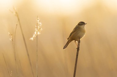 Sedge Warbler kuşuna yakın olan Acrocephalus schoenobaenus üreme mevsiminde bir dişiyi cezbetmek için şarkı söyler.