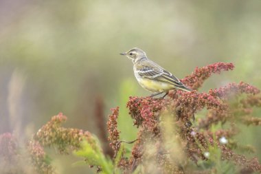 Güneşli bir bahar gününde bitkisel hayatta şarkı söyleyen erkek batı sarı kuyruklu Motacilla kuşunun yakın çekimi..