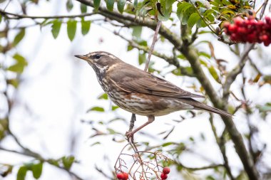 Kırmızılı bir kuş, Turdus iliacu, sonbahar mevsiminde çalılıktan böğürtlen yiyor. 