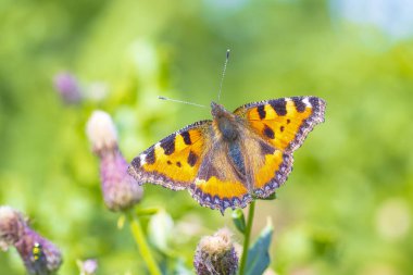 Küçük kaplumbağa kabuğuna yakın çekim, Aglais urticae, kelebek üst görünümü, açık kanatlar. Doğa tarafından izole edilmiş.